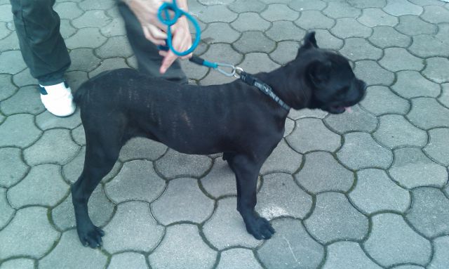 Cane corso ibis  - foto