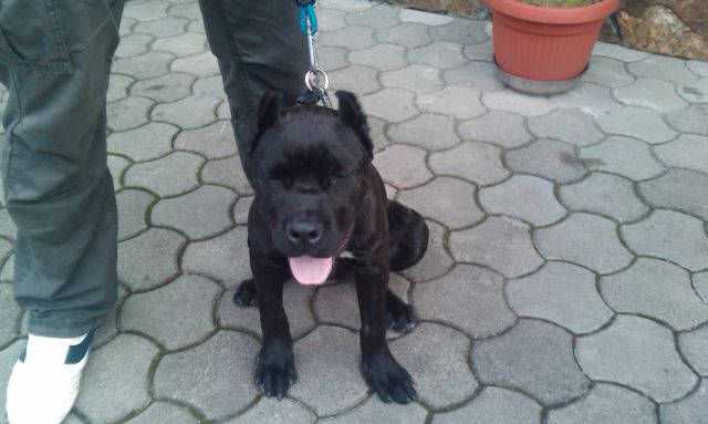 Cane corso ibis  - foto