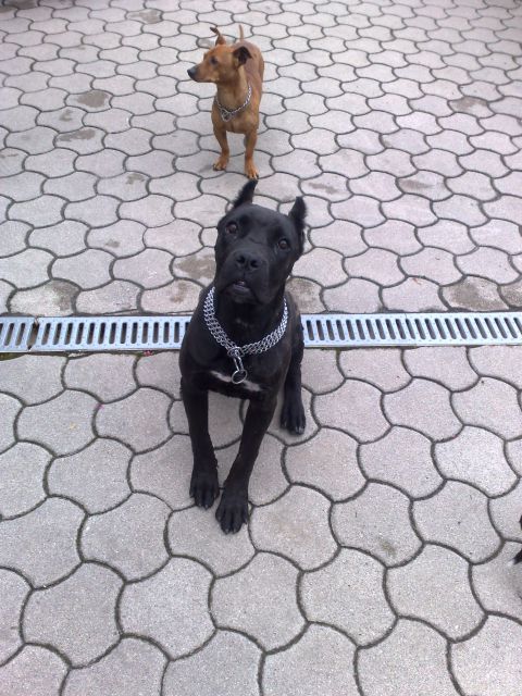 Cane corso ibis  - foto