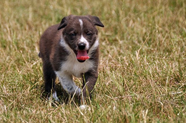 Winning borders amber - rose - foto