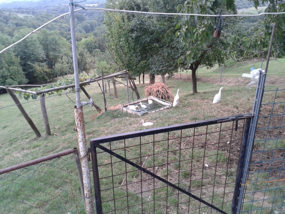 24.8.2013 Ivekove bele tekačice 1