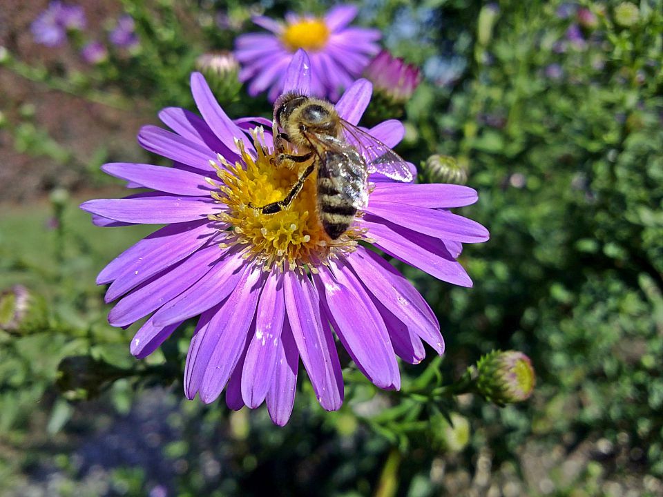 čebele - foto povečava