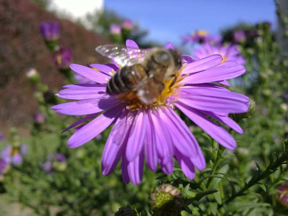 čebele - foto povečava