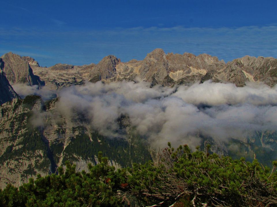 Macesnovec - foto povečava