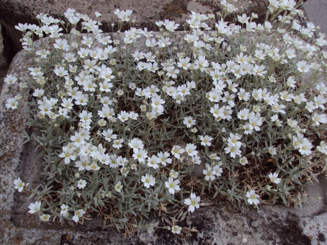 Cerastium tomentosum - smiljka