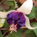 Fuchsia deep purple