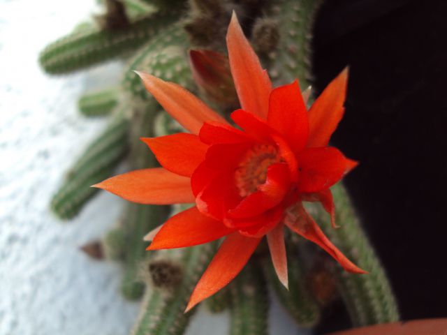 Kaktus cveti