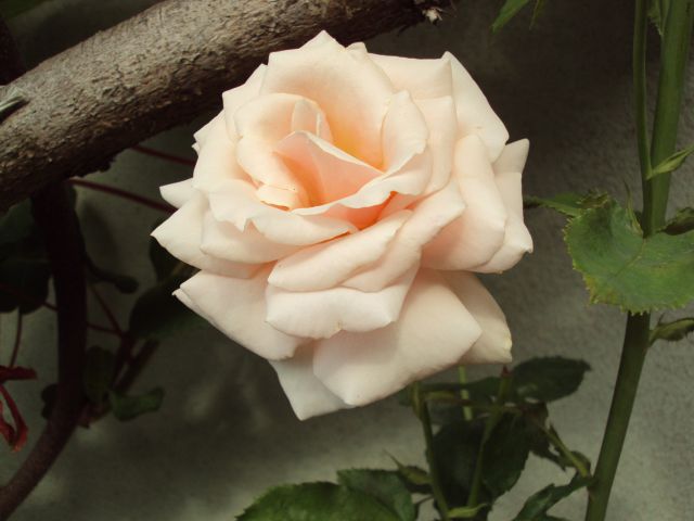 Moje Rože 2012 - foto