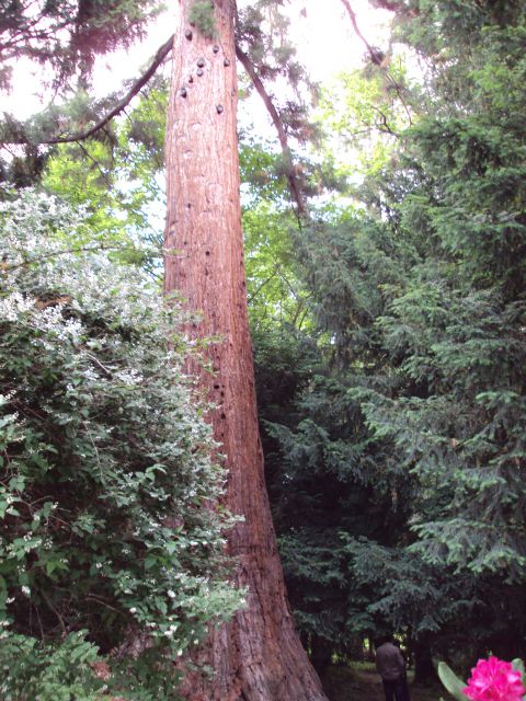 Sekvoja. 40 metrov visoko drevo. Najedeno od mravlj.