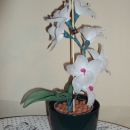 Najlonske orhideje