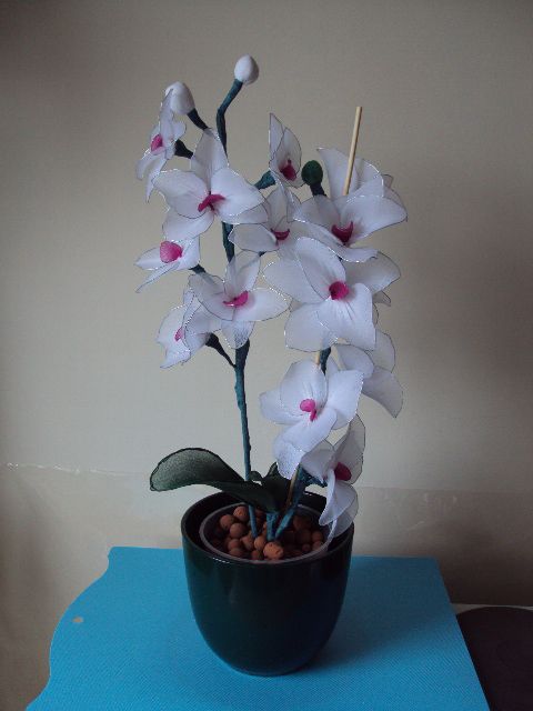 Najlonske orhideje - foto povečava