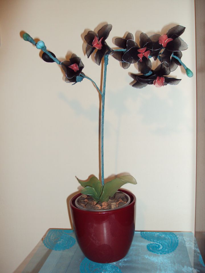 Črna orhideja - foto povečava