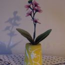 Mini orhideje