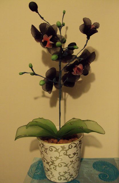 Črna orhideja2 - foto