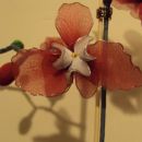 Orhideja rdečo + bela