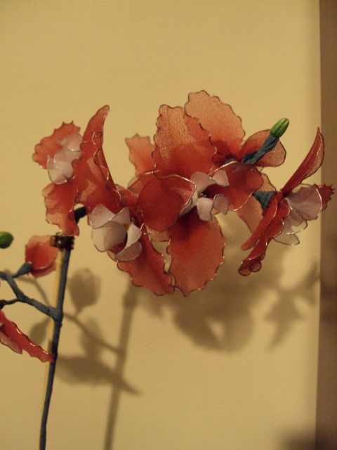 Orhideja rdečo + bela - foto