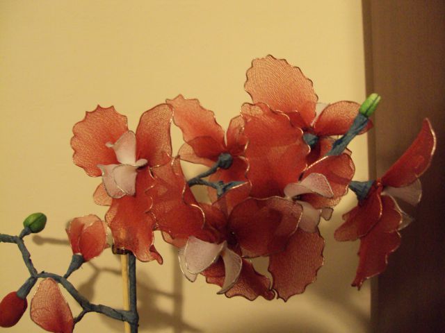 Orhideja rdečo + bela - foto