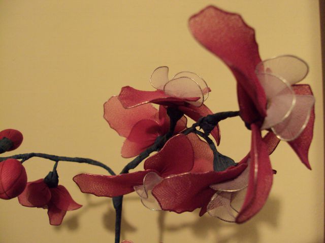 Orhideja temno roza + bela - foto