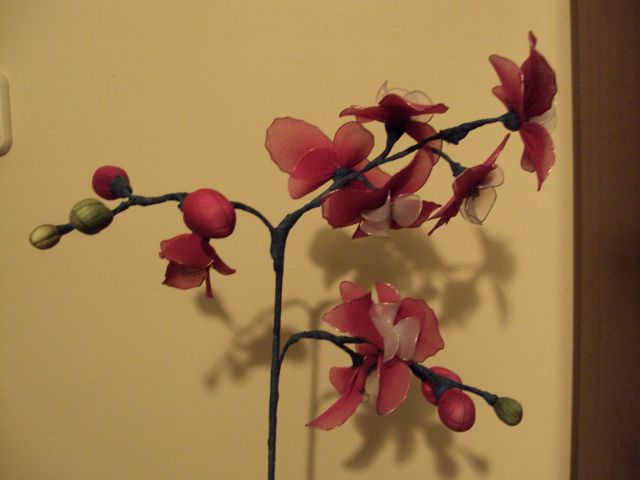 Orhideja temno roza + bela - foto