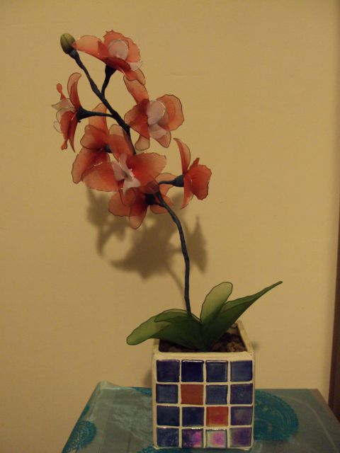 Orhideja  - foto