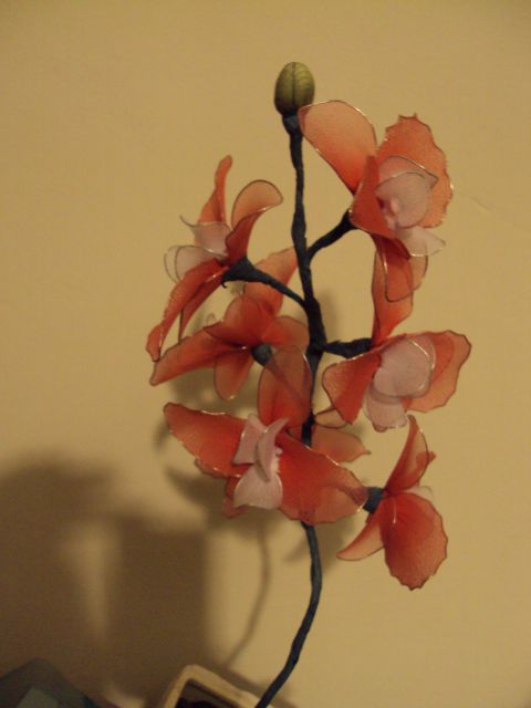 Orhideja  - foto