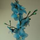 Modra orhideja