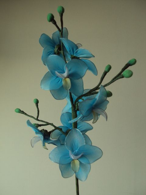 Modra orhideja - foto