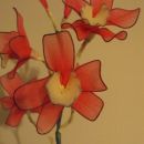 Rdeča cymbidium orhideja