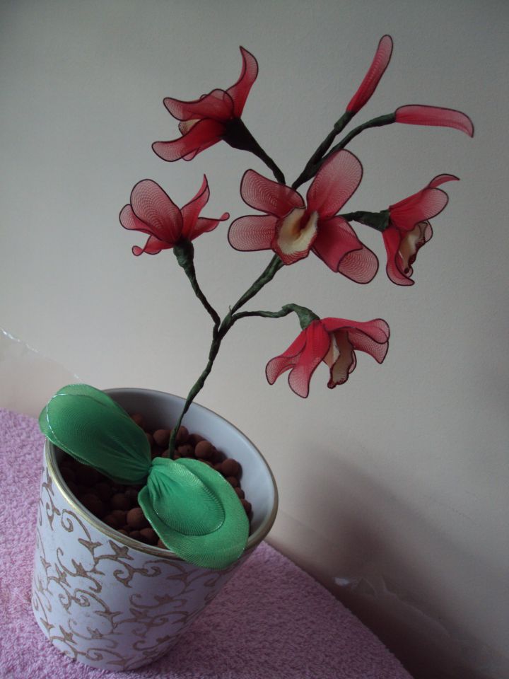 Rdeča cymbidium orhideja - foto povečava
