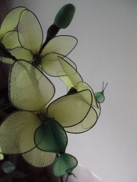 Phalaenopsis orhideja - foto
