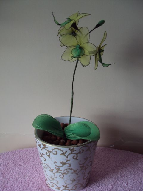 Phalaenopsis orhideja - foto
