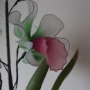 Cymbidium orhideja bela