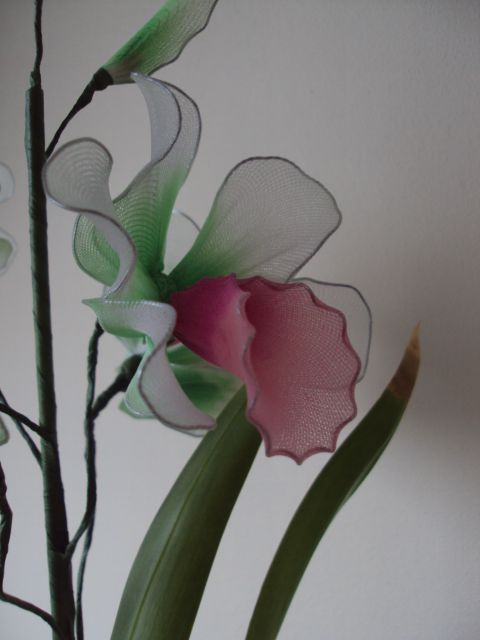 Cymbidium orhideja bela - foto