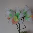 Cymbidium orhideja barvna