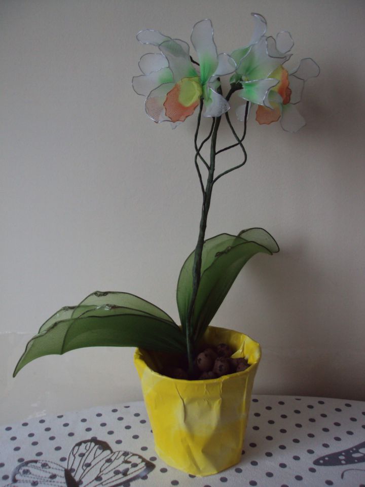 Cymbidium orhideja barvna - foto povečava