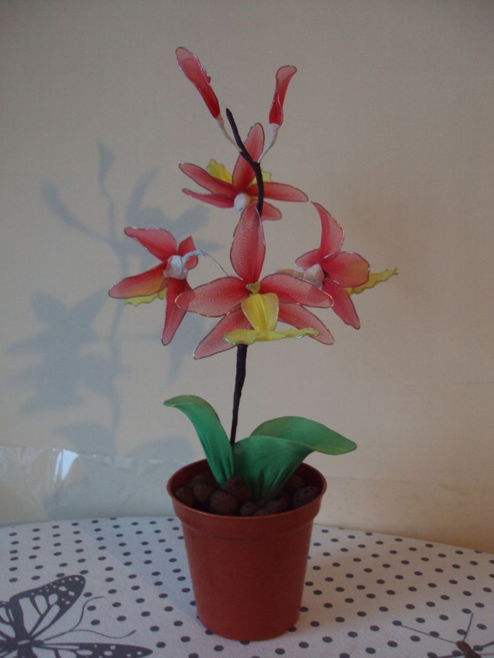 Cambria orhideja - foto povečava
