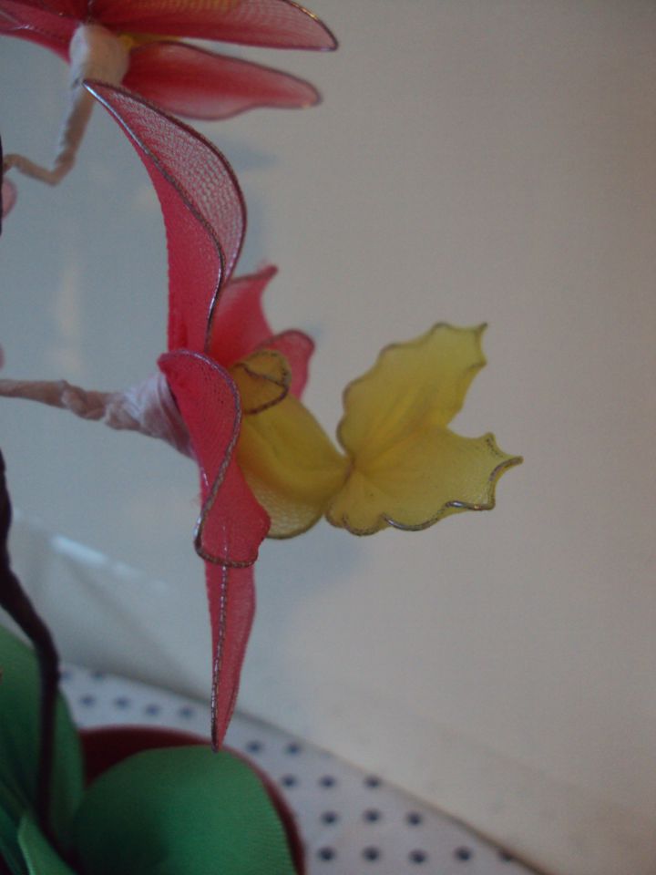 Cambria orhideja - foto povečava