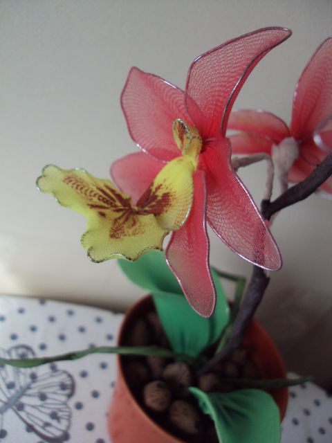 Cambria orhideja - foto