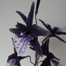 beautiful dark purple orhideja