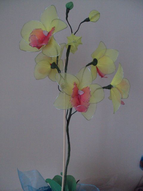 Rumena orhideja - foto