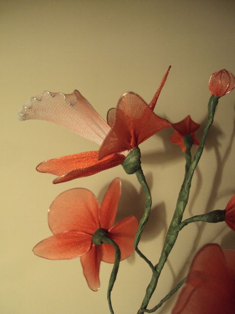 Rdeča cymbidium - foto
