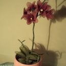 Lila orhideja