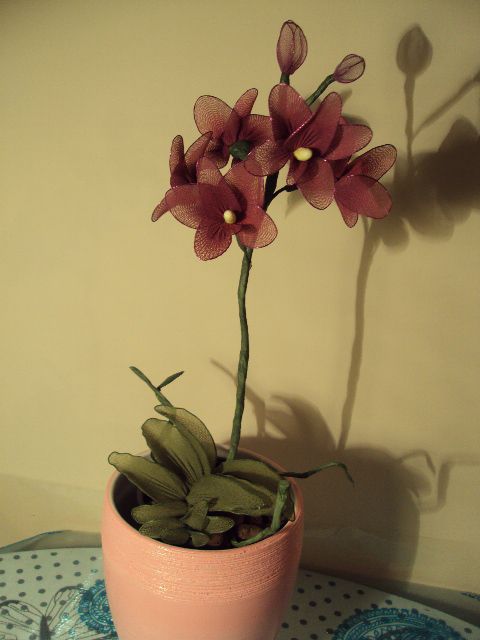 Lila orhideja - foto povečava