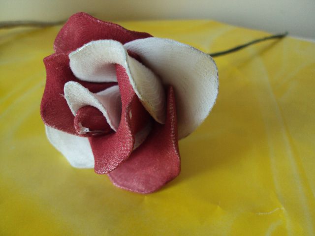 Rdečo-bela vrtnica - foto povečava