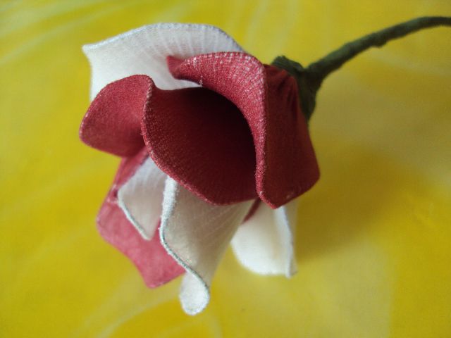 Rdečo-bela vrtnica - foto