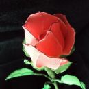 Rdeča vrtnica