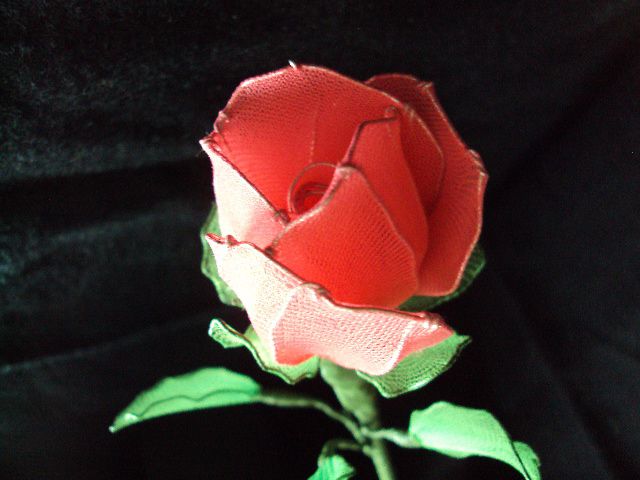 Rdeča vrtnica - foto