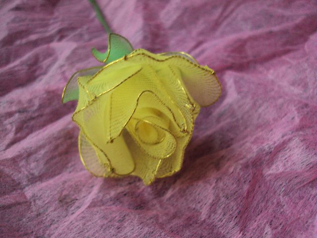 Rumena vrtnica - foto
