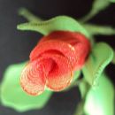 Rdeča vrtnica II