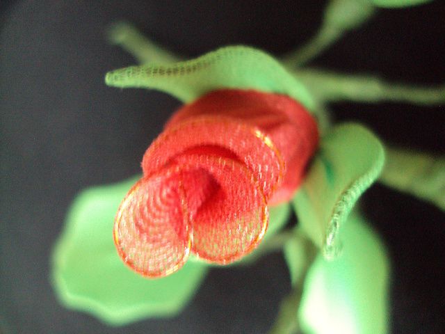 Rdeča vrtnica II - foto
